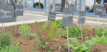 Jardin Aromates Printemps