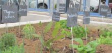 Jardin Aromates Printemps