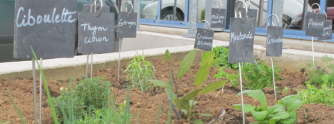 Notre jardin aromatique à rendez-vous avec le Printemps Jardin Aromates Printemps