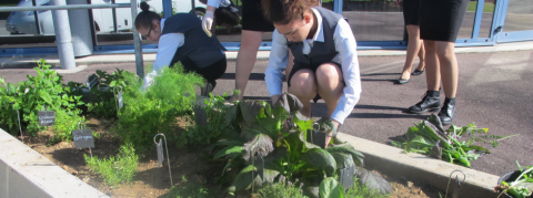 Désherbage au jardin aromatique du restaurant d'application